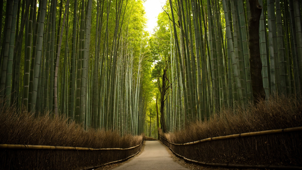 Обои бамбук, дерево, зеленый, природа, лес в разрешении 1280x720