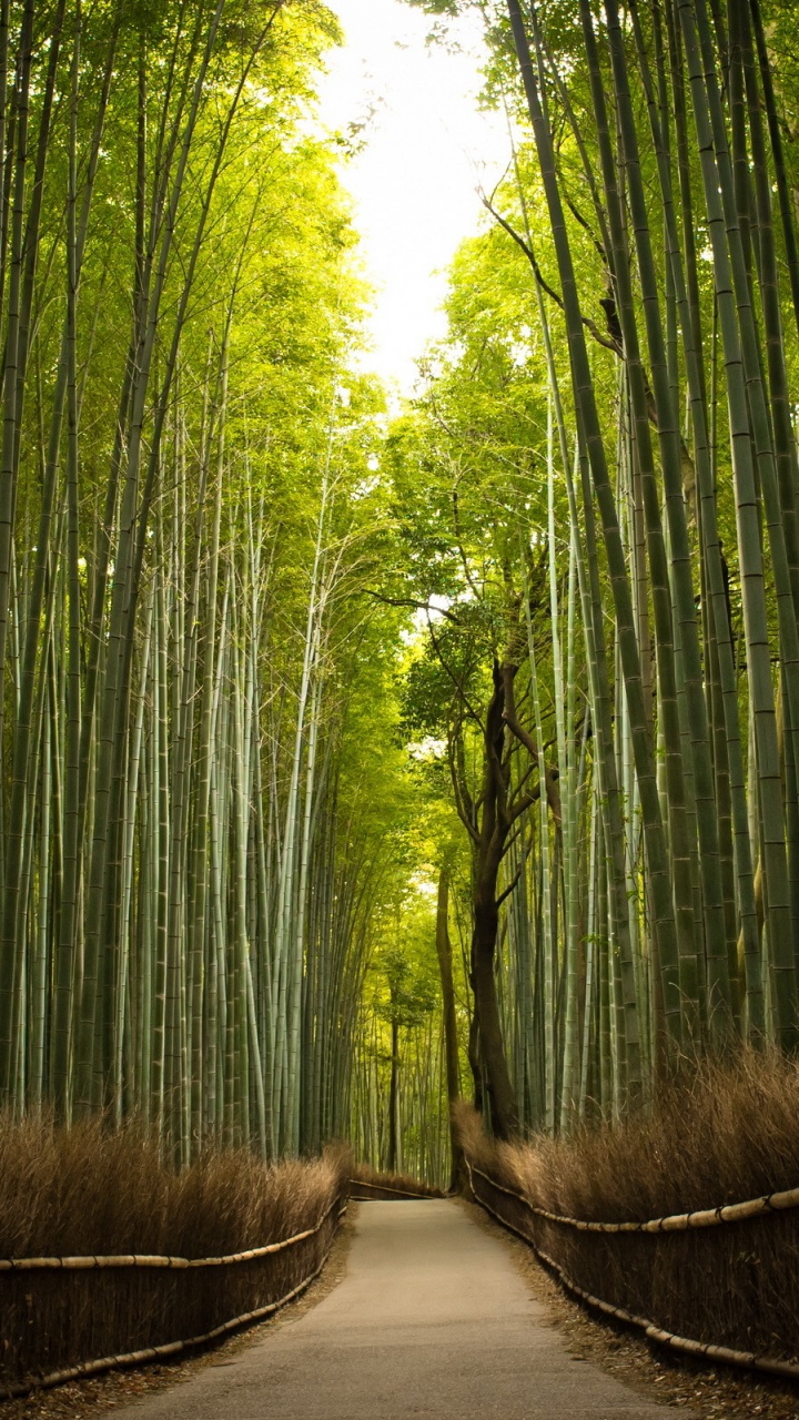 Обои бамбук, дерево, зеленый, природа, лес в разрешении 720x1280