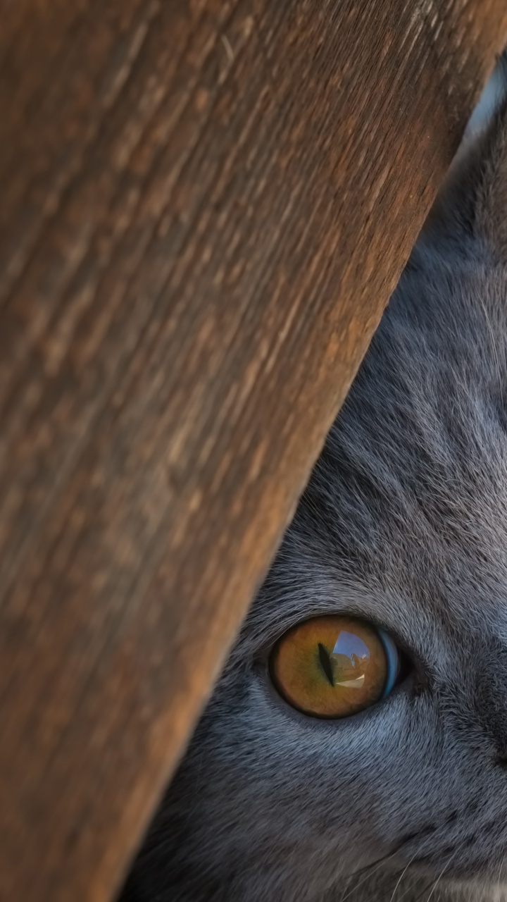 Обои кот, британская короткошерстная, регдолл, котенок, Корниш Рекс в разрешении 720x1280