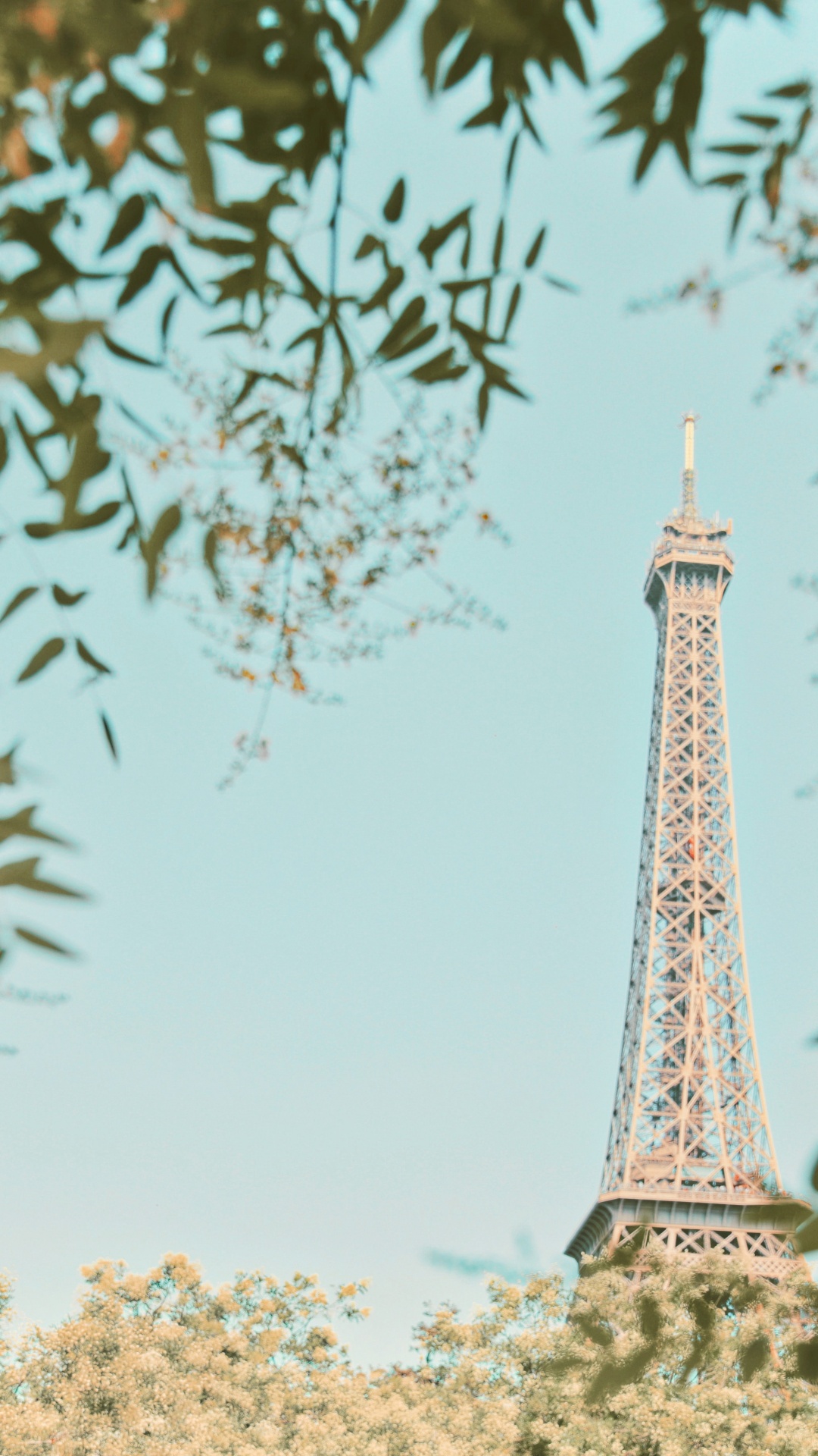 Обои архитектура, Эйфелева башня, вышка, растение, дерево в разрешении 1080x1920