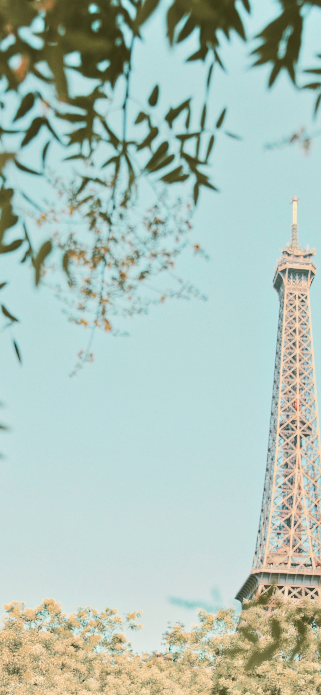 Обои архитектура, Эйфелева башня, вышка, растение, дерево в разрешении 1125x2436