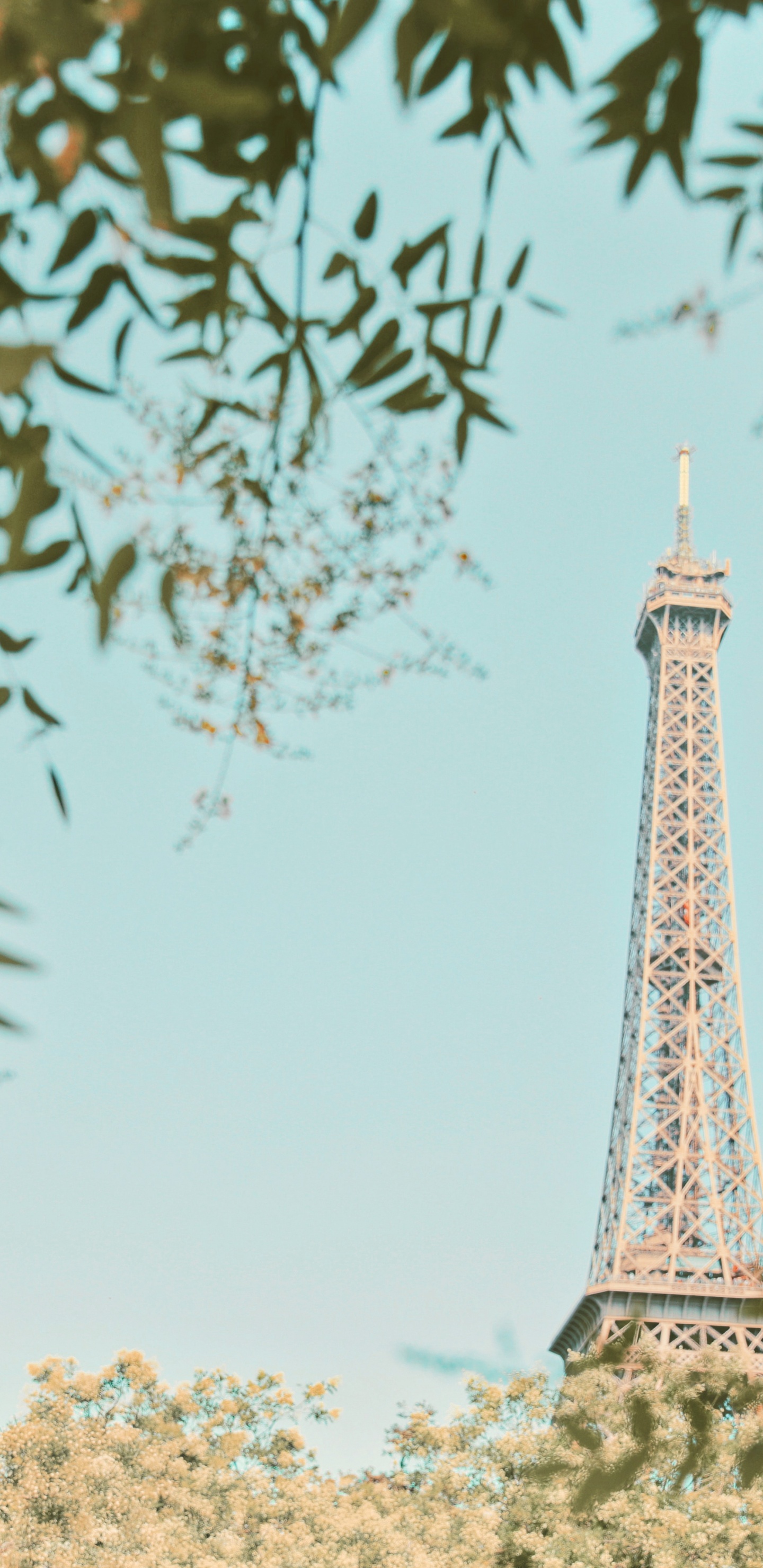 Обои архитектура, Эйфелева башня, вышка, растение, дерево в разрешении 1440x2960