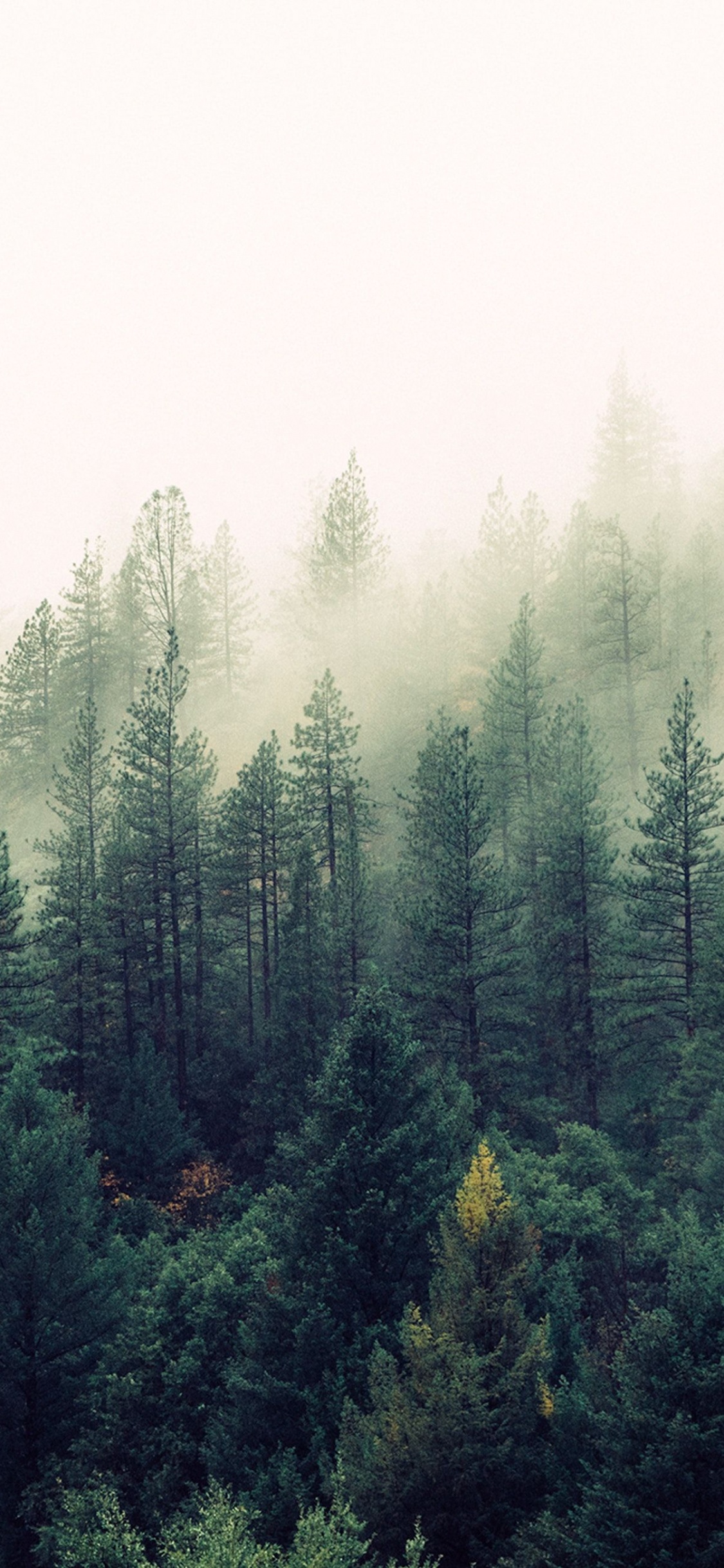 Обои лес, дерево, природа, туман, дымка в разрешении 1125x2436
