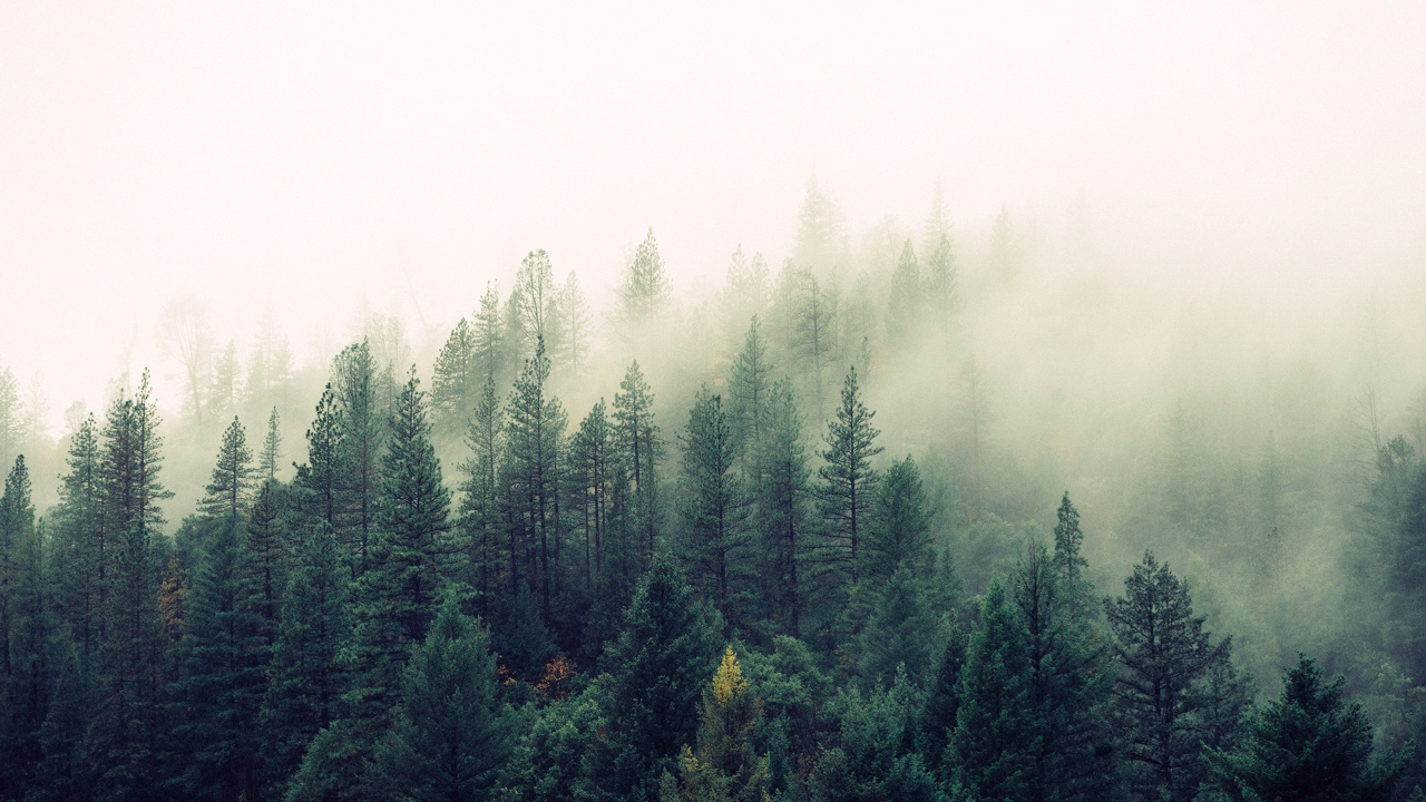 Обои лес, дерево, природа, туман, дымка в разрешении 1280x720