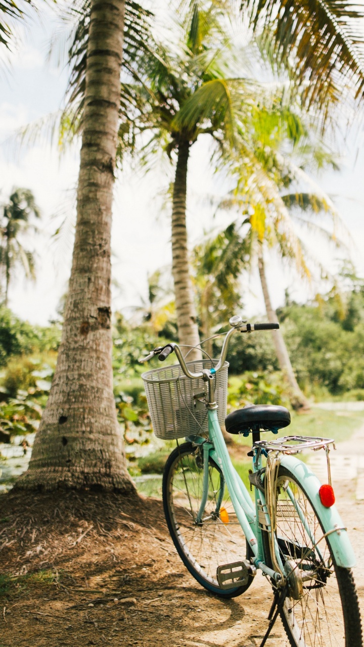 Обои велосипед, растительность, природа, дерево, Велоспорт в разрешении 720x1280