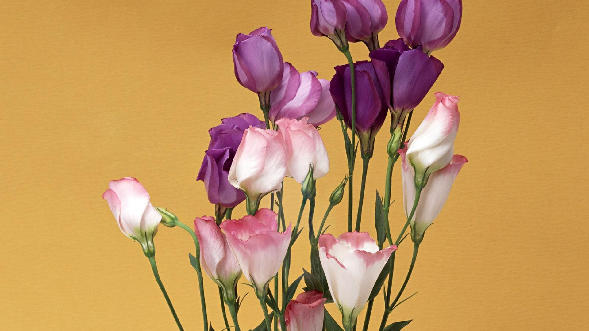 Обои цветковое растение, лепесток, срезанные цветы, стебель растения, полевой цветок в разрешении 1920x1080