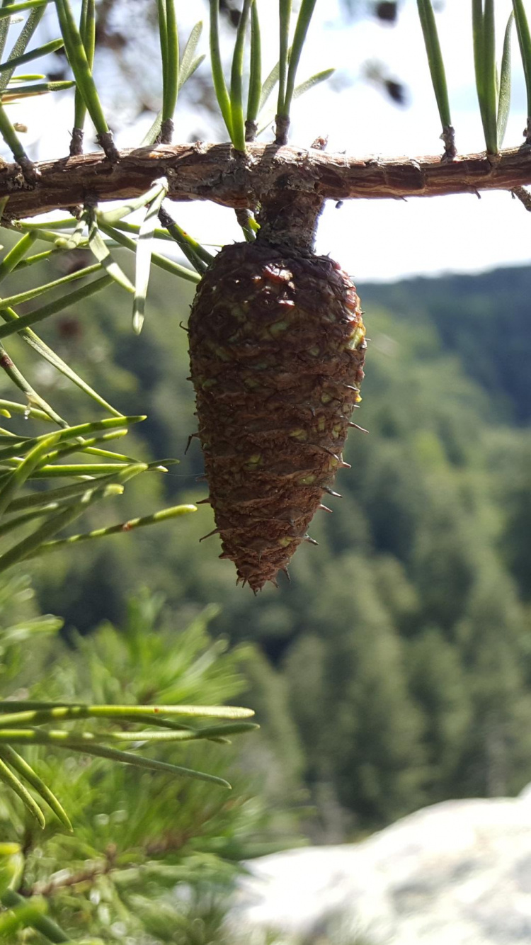 Обои биом, сосна, дерево, банфф, семейства сосновых в разрешении 750x1334