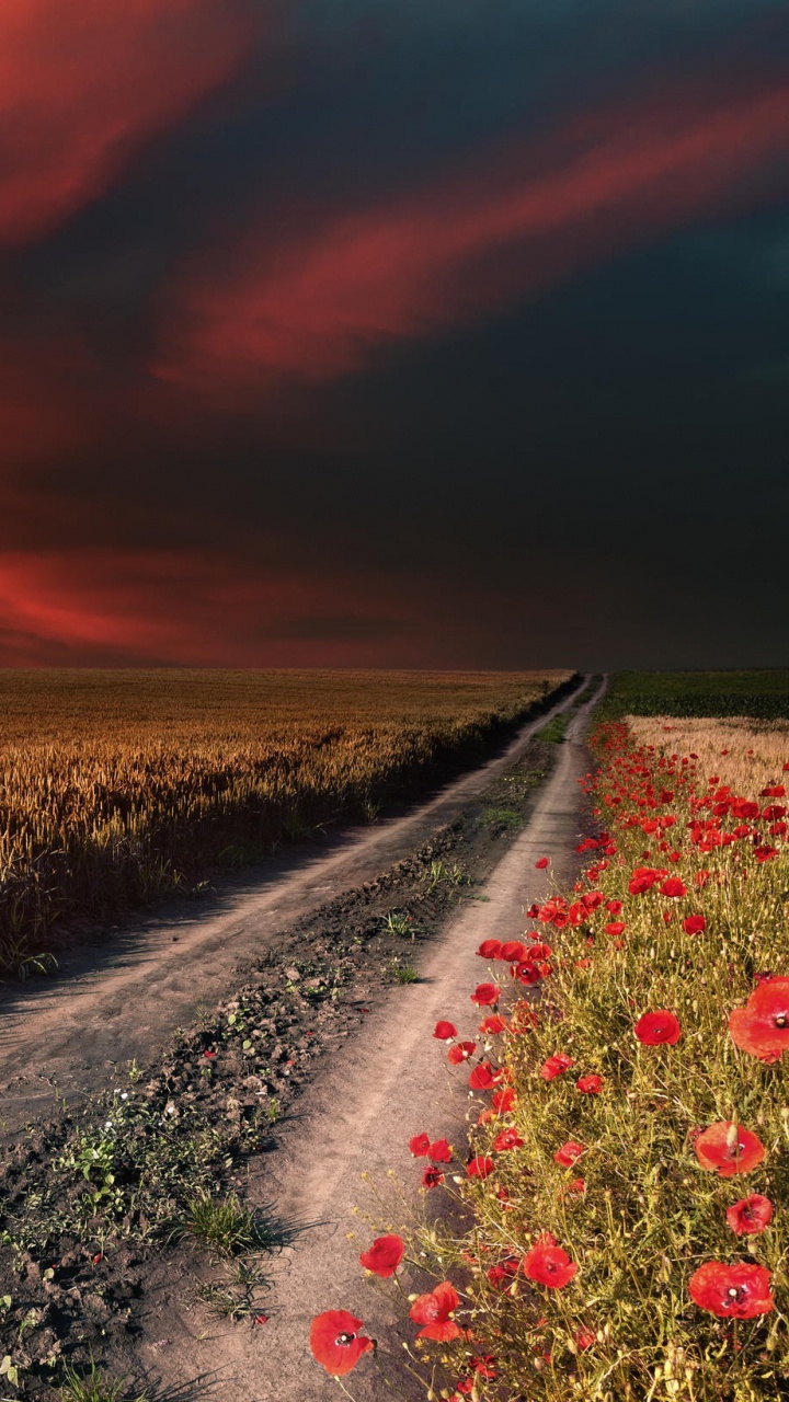 Обои дорога, закат, поле, горизонт, урожай в разрешении 720x1280