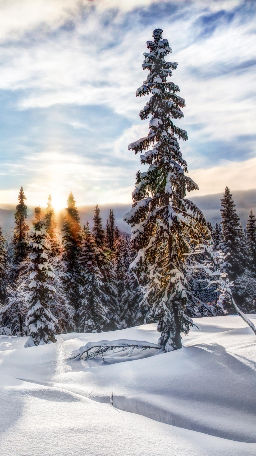 Обои снег, зима, дерево, замораживание, дикая местность в разрешении 1080x1920