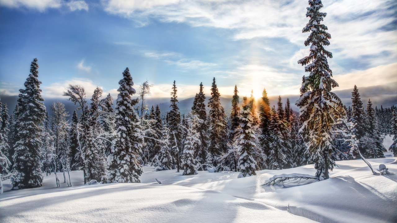 Обои снег, зима, дерево, замораживание, дикая местность в разрешении 1280x720