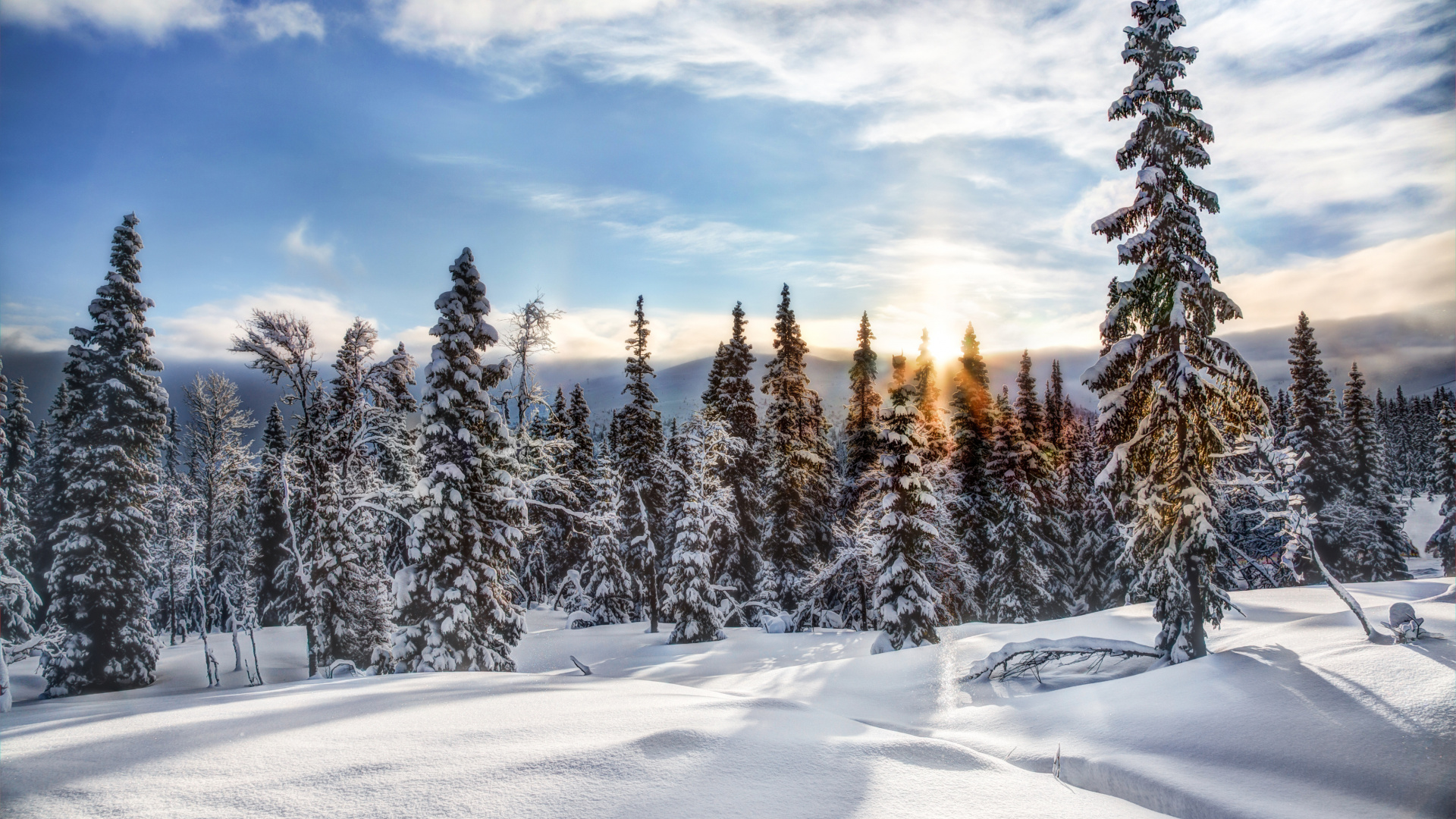 Обои снег, зима, дерево, замораживание, дикая местность в разрешении 1920x1080