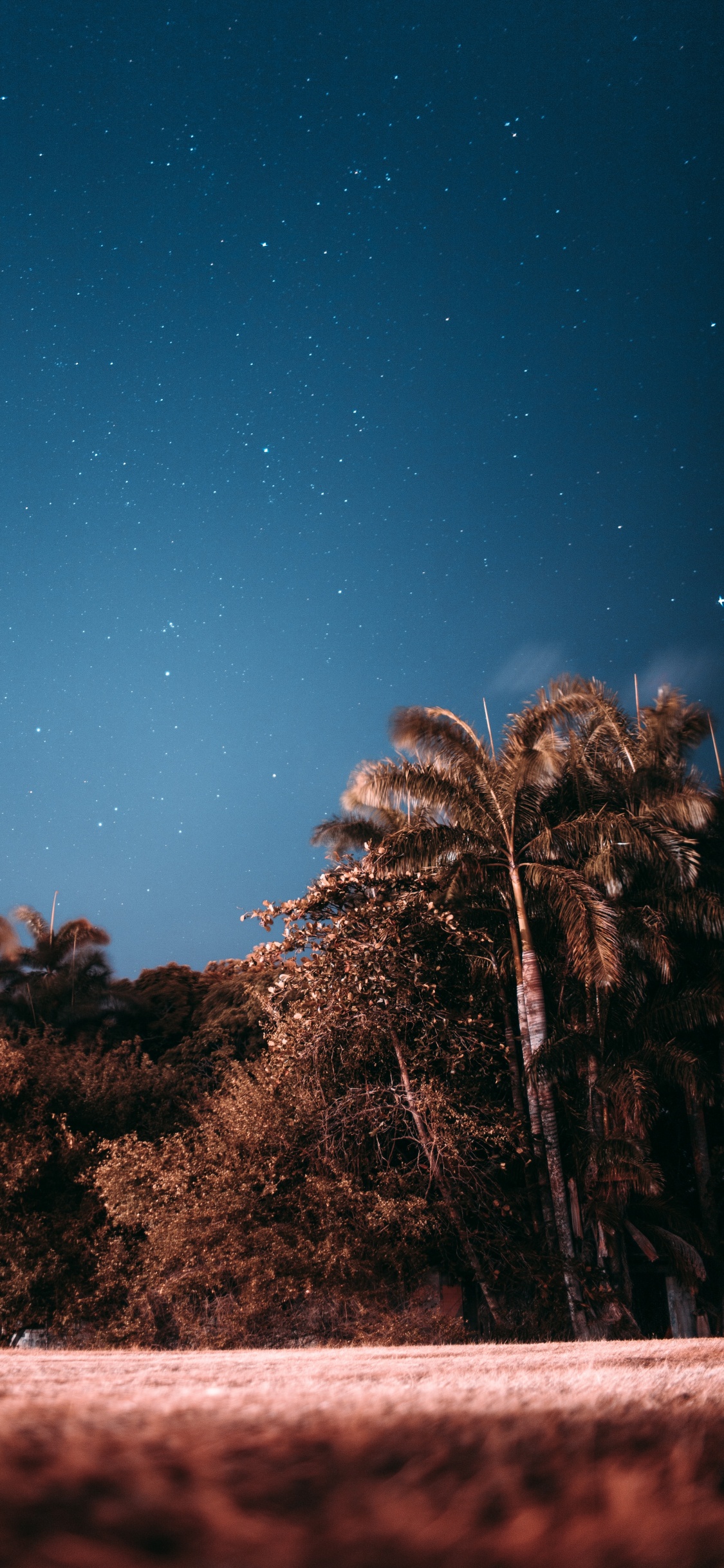 Обои ночь, дерево, звезда, облако, Пальма в разрешении 1125x2436