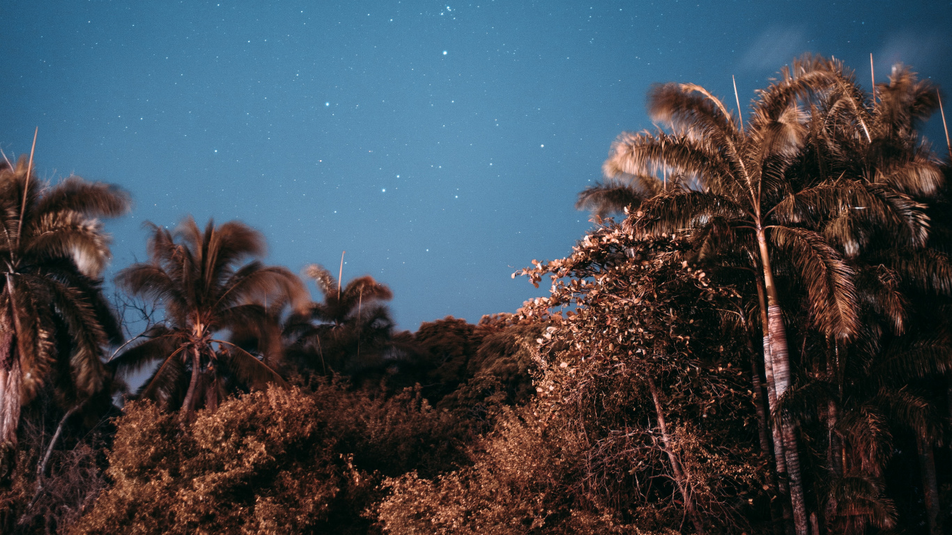 Обои ночь, дерево, звезда, облако, Пальма в разрешении 1366x768