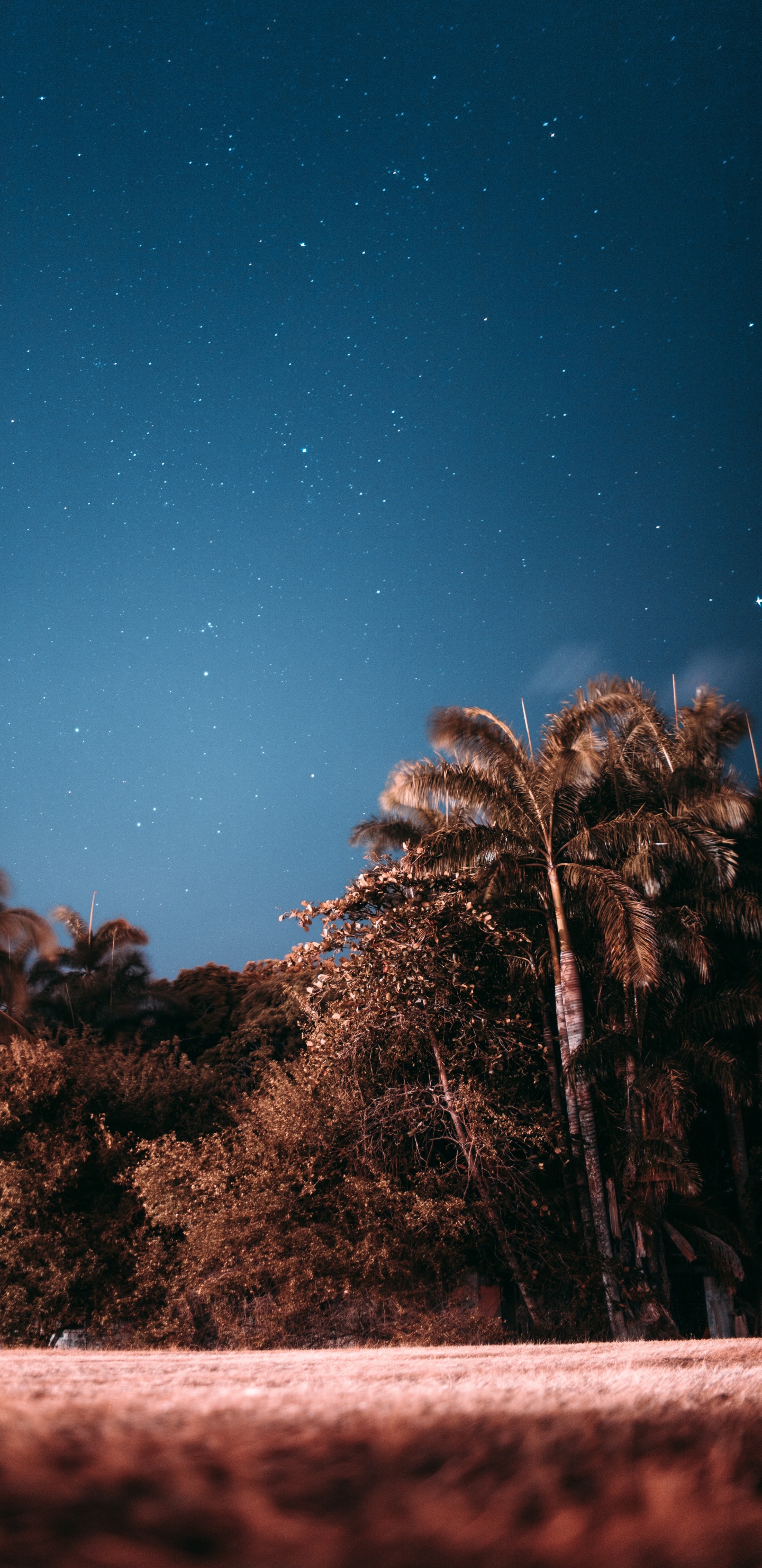 Обои ночь, дерево, звезда, облако, Пальма в разрешении 1440x2960