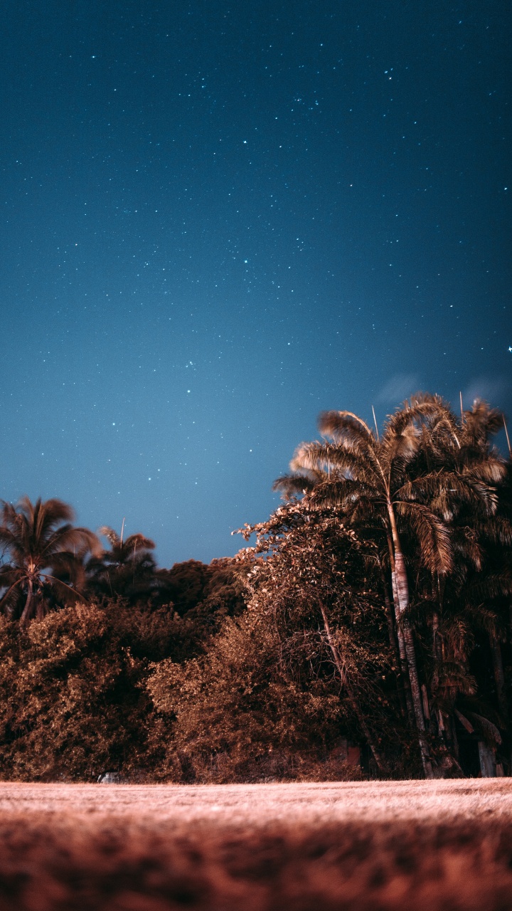 Обои ночь, дерево, звезда, облако, Пальма в разрешении 720x1280