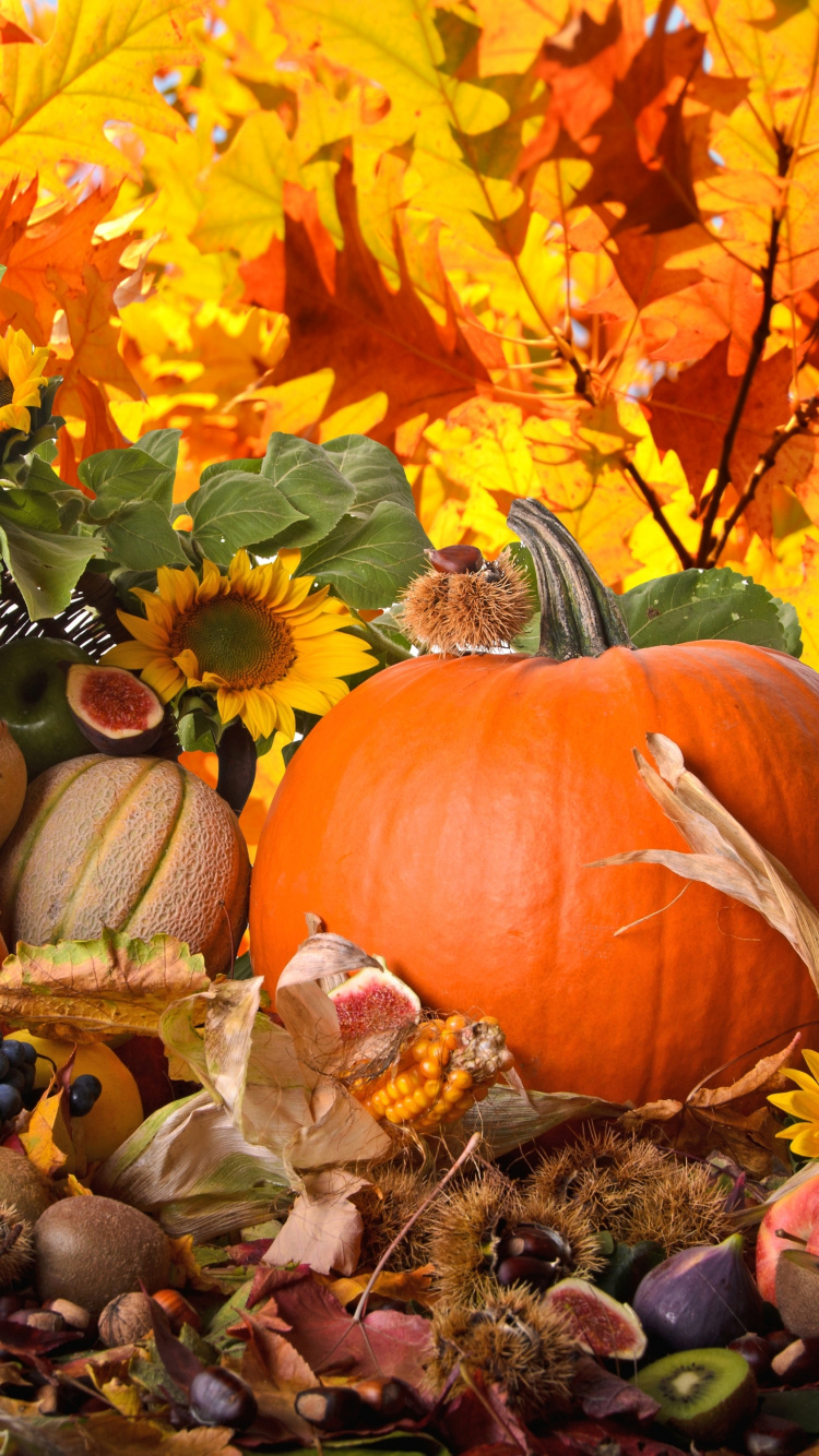 Обои тыква, овощ, жатва, осень, фрукты в разрешении 750x1334