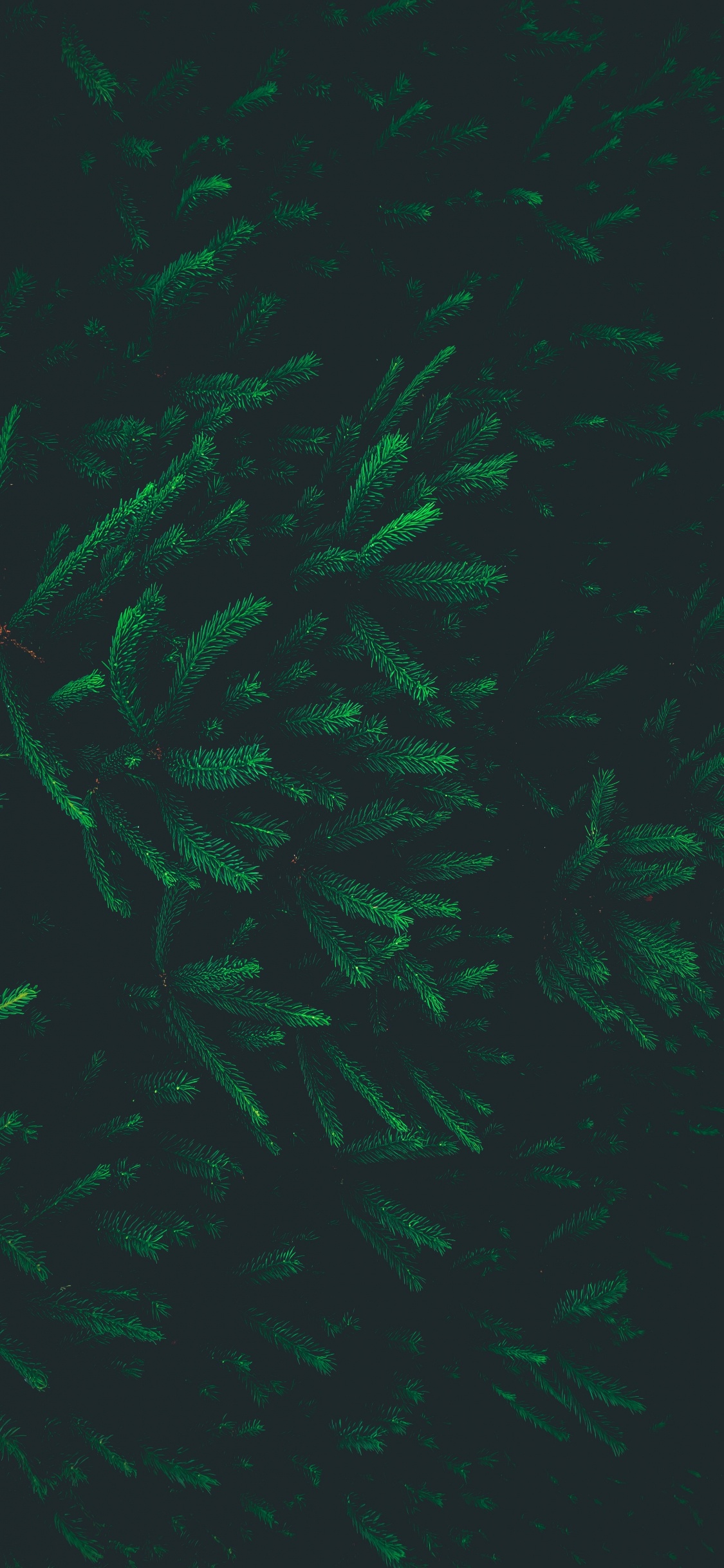 Обои узор, зеленый, лист, спецэффекты, биом в разрешении 1125x2436