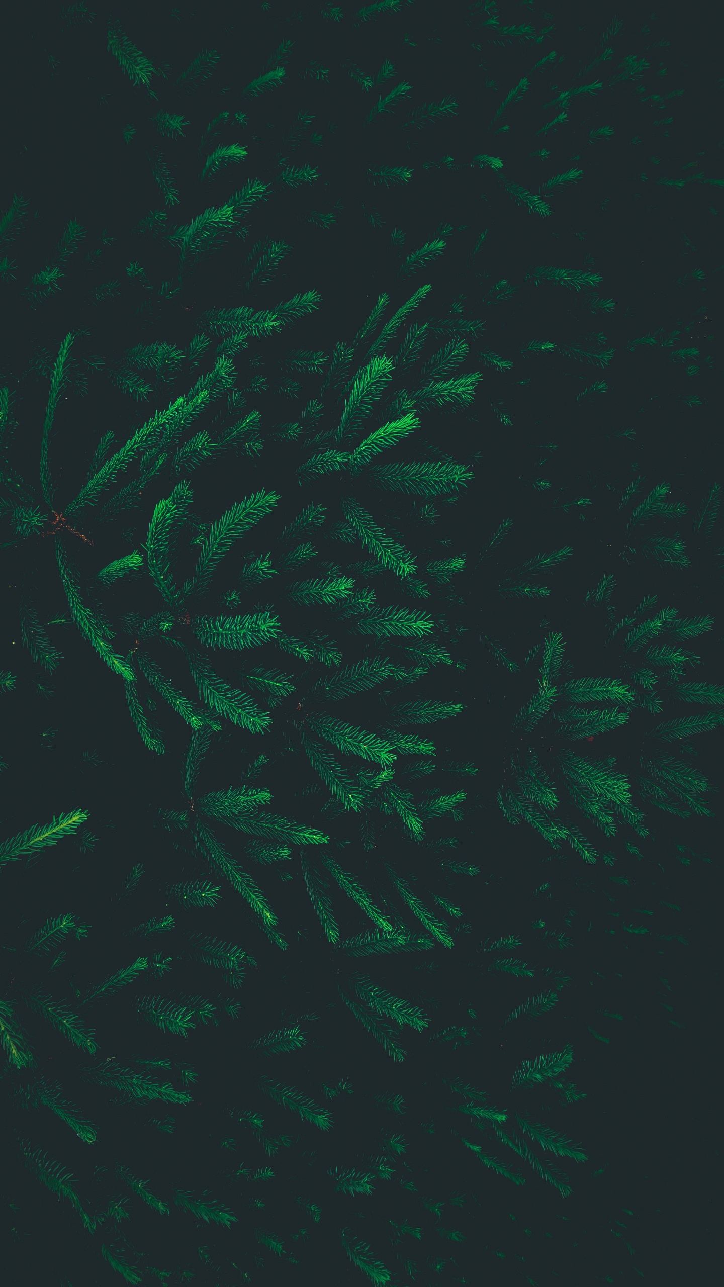 Обои узор, зеленый, лист, спецэффекты, биом в разрешении 1440x2560