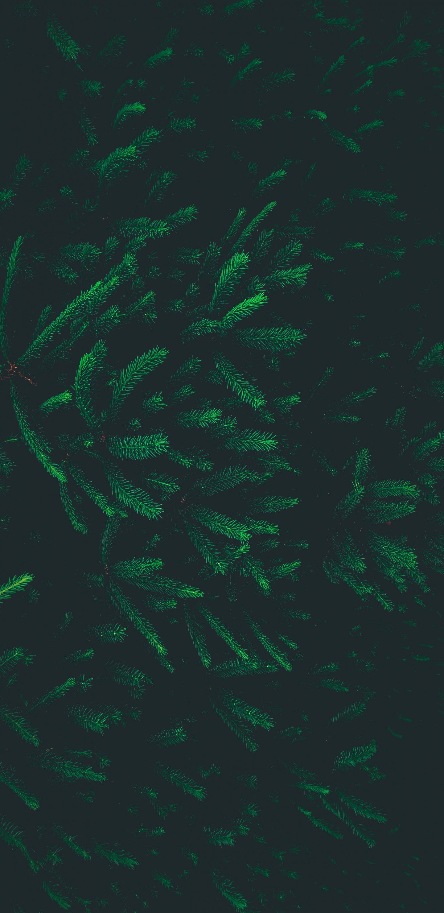 Обои узор, зеленый, лист, спецэффекты, биом в разрешении 1440x2960