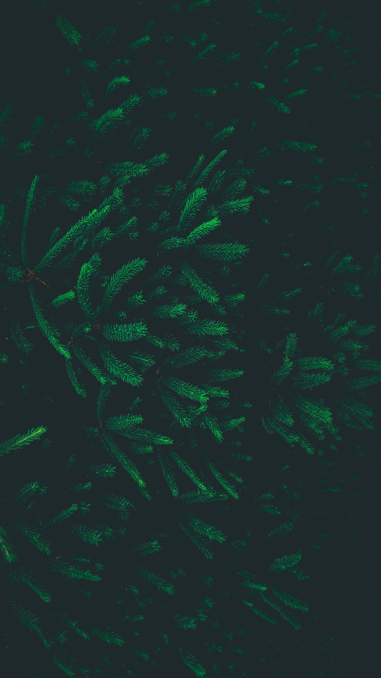 Обои узор, зеленый, лист, спецэффекты, биом в разрешении 750x1334