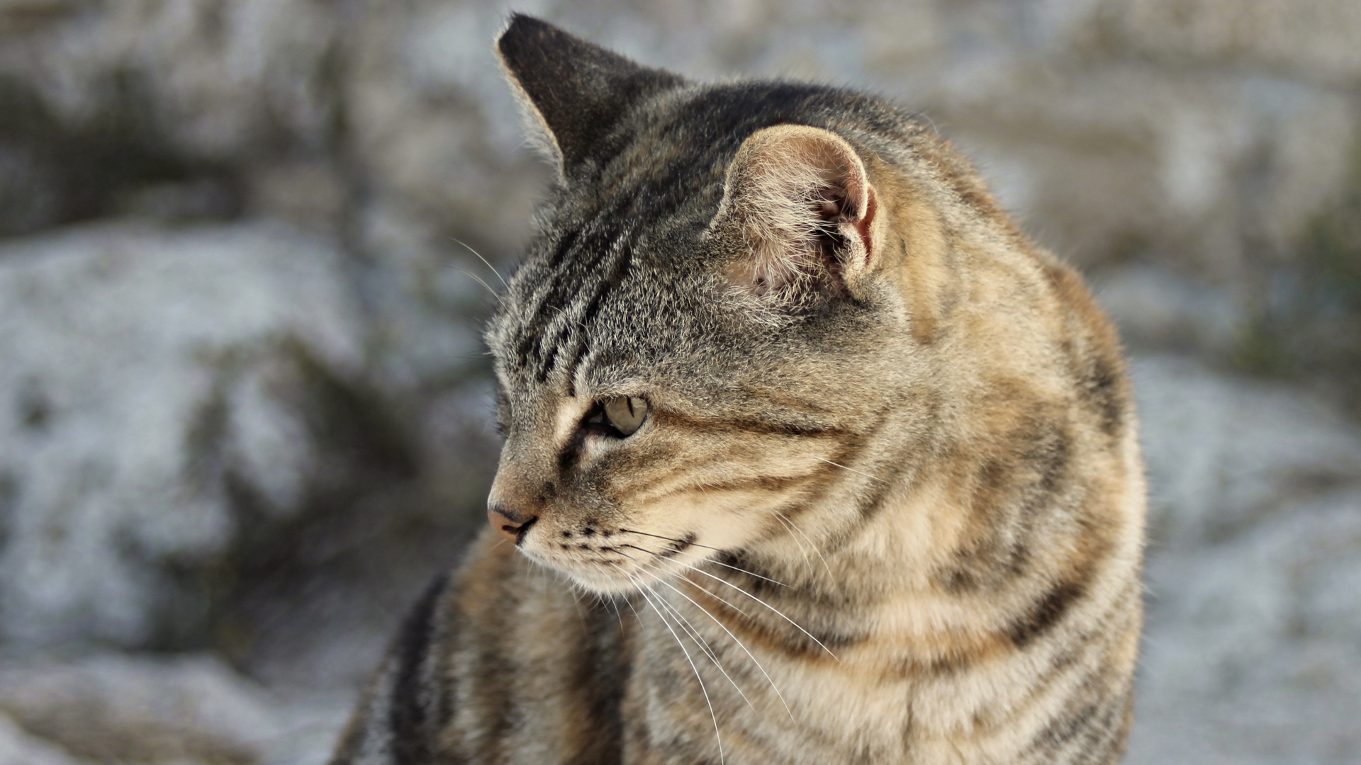 Обои полосатый кот, котенок, Гавана Браун, Дикая кошка, кот в разрешении 1920x1080