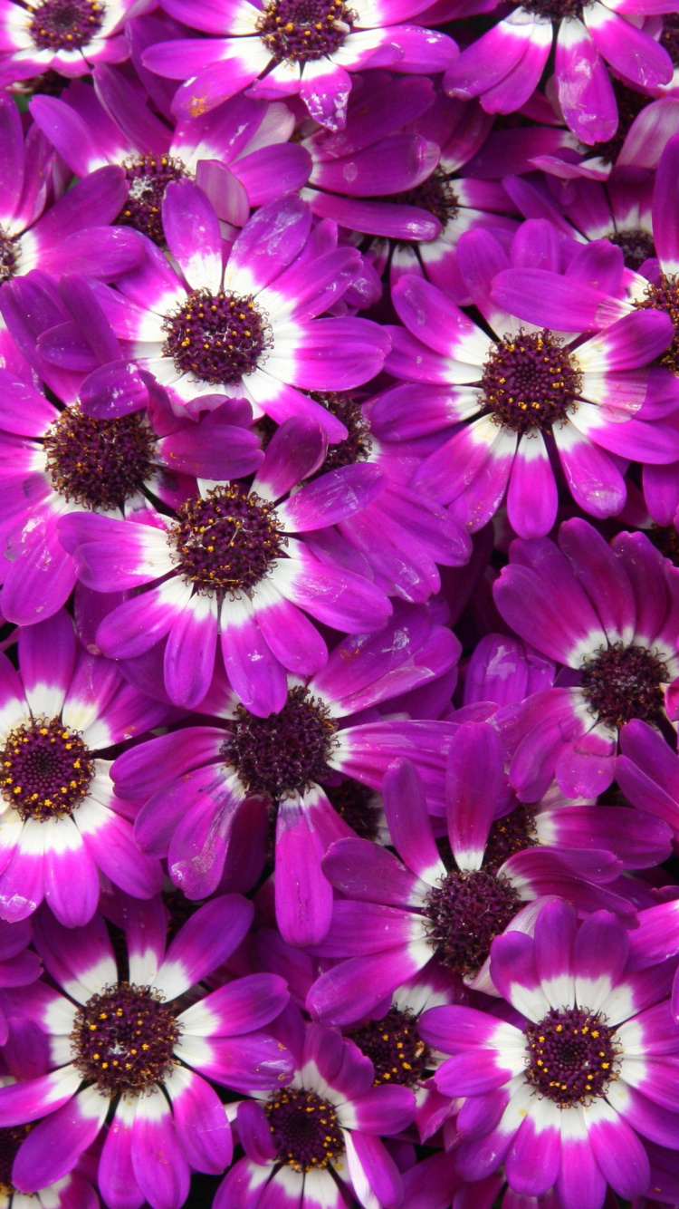 Обои лепесток, цветок, Фиолетовый, цветковое растение, пурпур в разрешении 750x1334