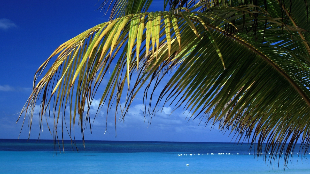 Обои тропическая зона, Пальма, Карибский бассейн, море, океан в разрешении 1280x720