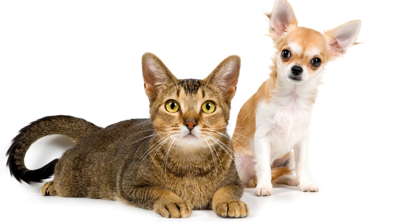Обои кот, Чихуахуа, котенок, щенок, бакенбарды в разрешении 1280x720