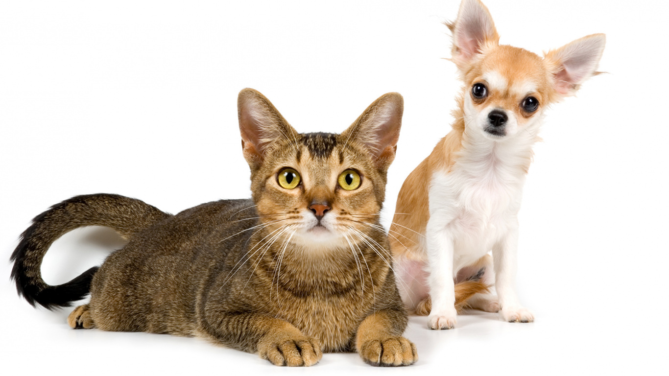 Обои кот, Чихуахуа, котенок, щенок, бакенбарды в разрешении 1366x768