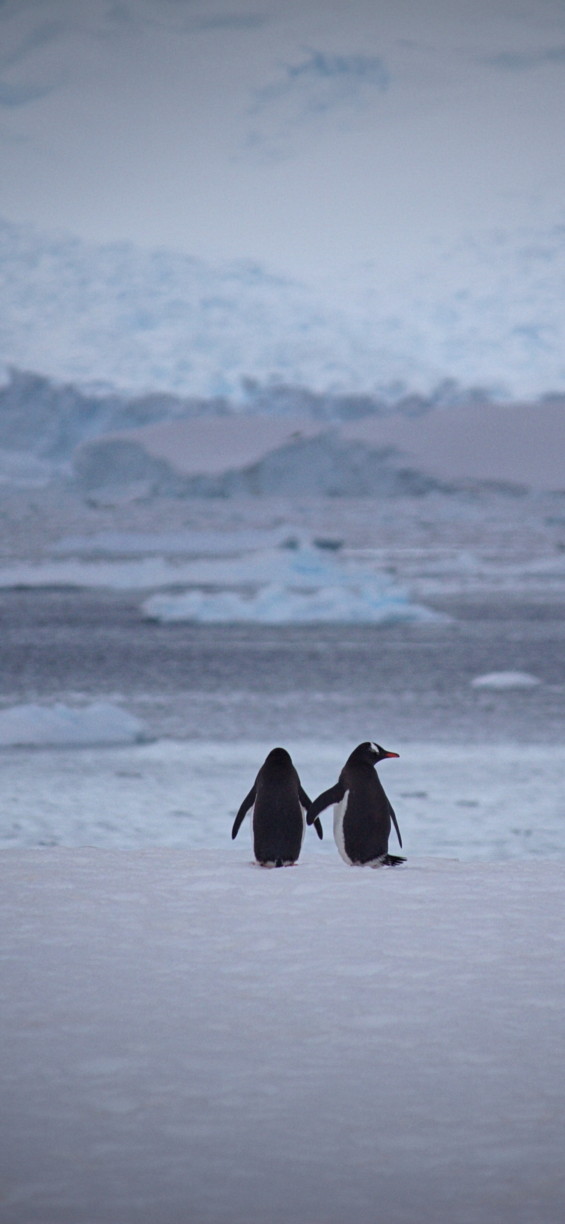 Обои императорский пингвин, нелетающая птица, Арктика, лед, ледяная шапка в разрешении 1125x2436