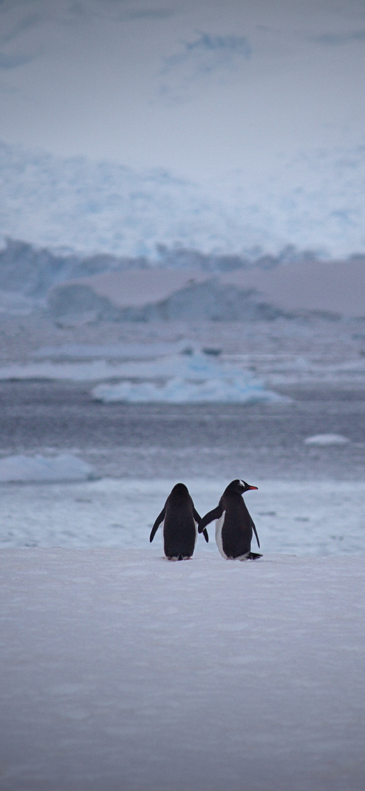 Обои императорский пингвин, нелетающая птица, Арктика, лед, ледяная шапка в разрешении 1242x2688