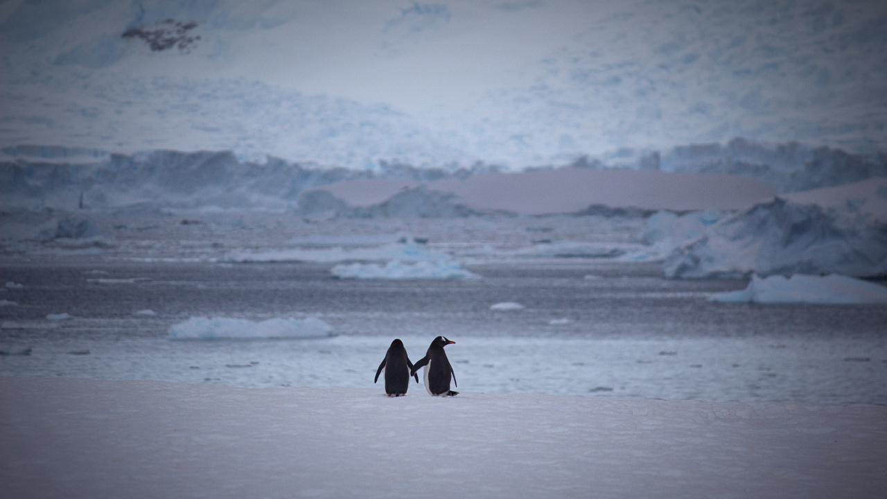 Обои императорский пингвин, нелетающая птица, Арктика, лед, ледяная шапка в разрешении 1280x720