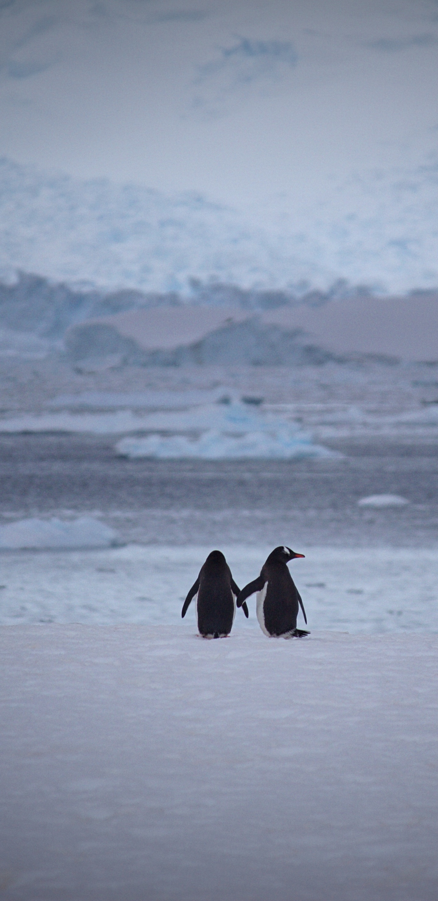Обои императорский пингвин, нелетающая птица, Арктика, лед, ледяная шапка в разрешении 1440x2960
