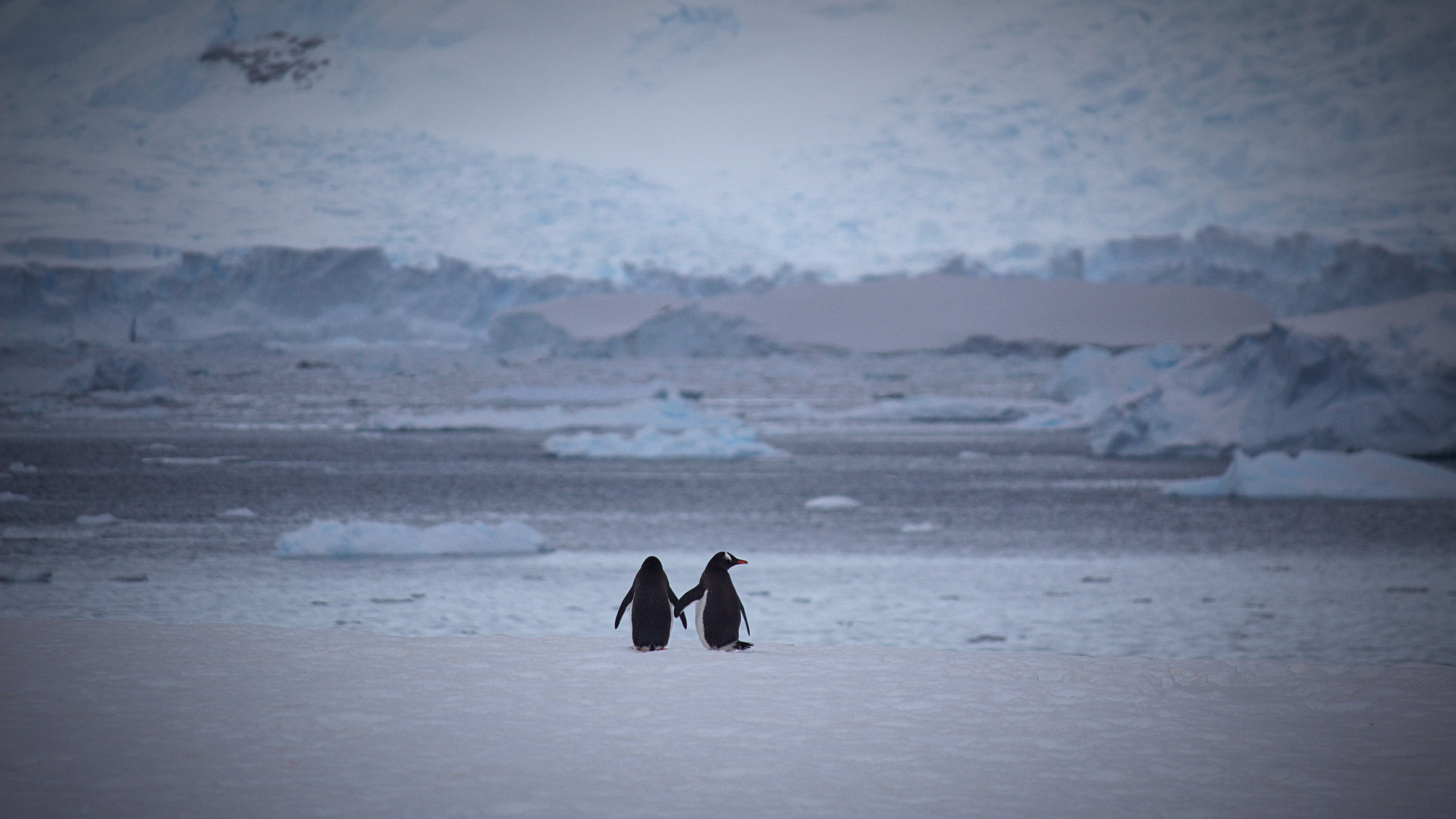 Обои императорский пингвин, нелетающая птица, Арктика, лед, ледяная шапка в разрешении 3840x2160