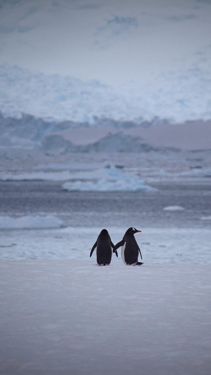 Обои императорский пингвин, нелетающая птица, Арктика, лед, ледяная шапка в разрешении 720x1280
