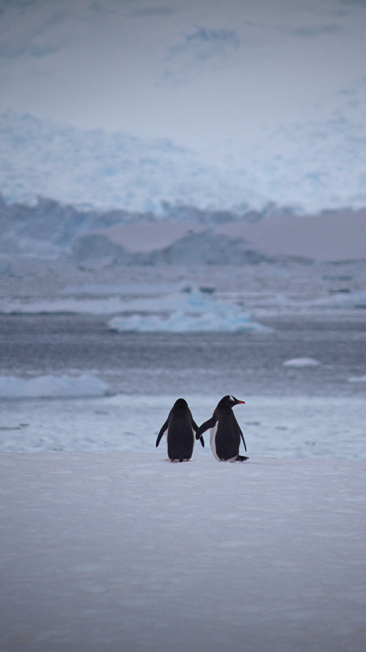 Обои императорский пингвин, нелетающая птица, Арктика, лед, ледяная шапка в разрешении 750x1334