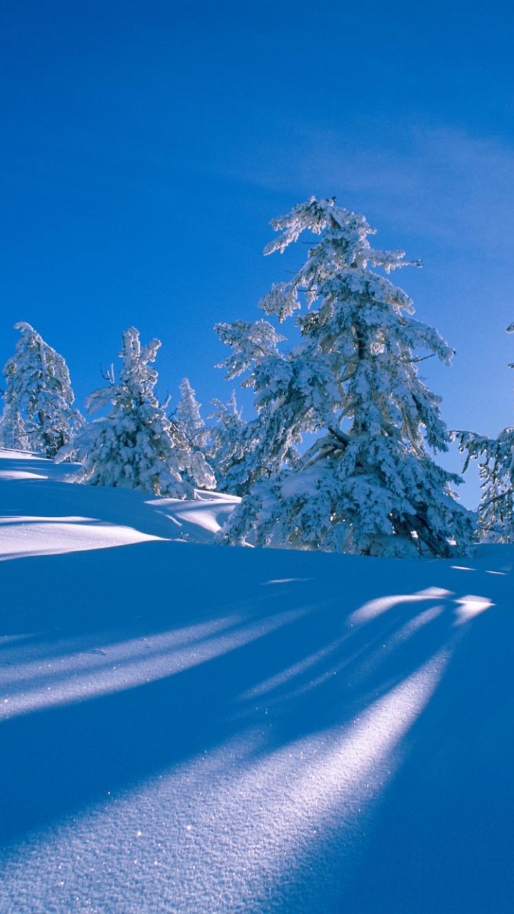 Обои зима, снег, природа, дерево, замораживание в разрешении 720x1280