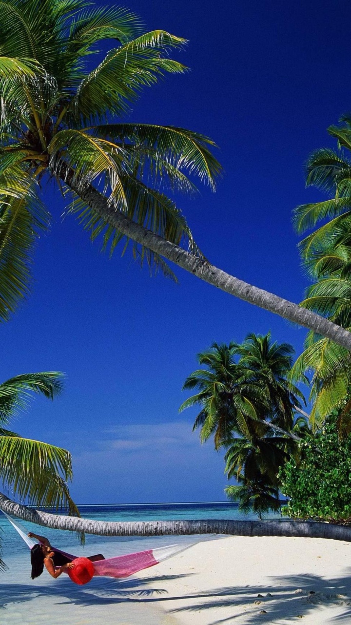 Обои тропическая зона, дерево, Пальма, Карибский бассейн, море в разрешении 720x1280