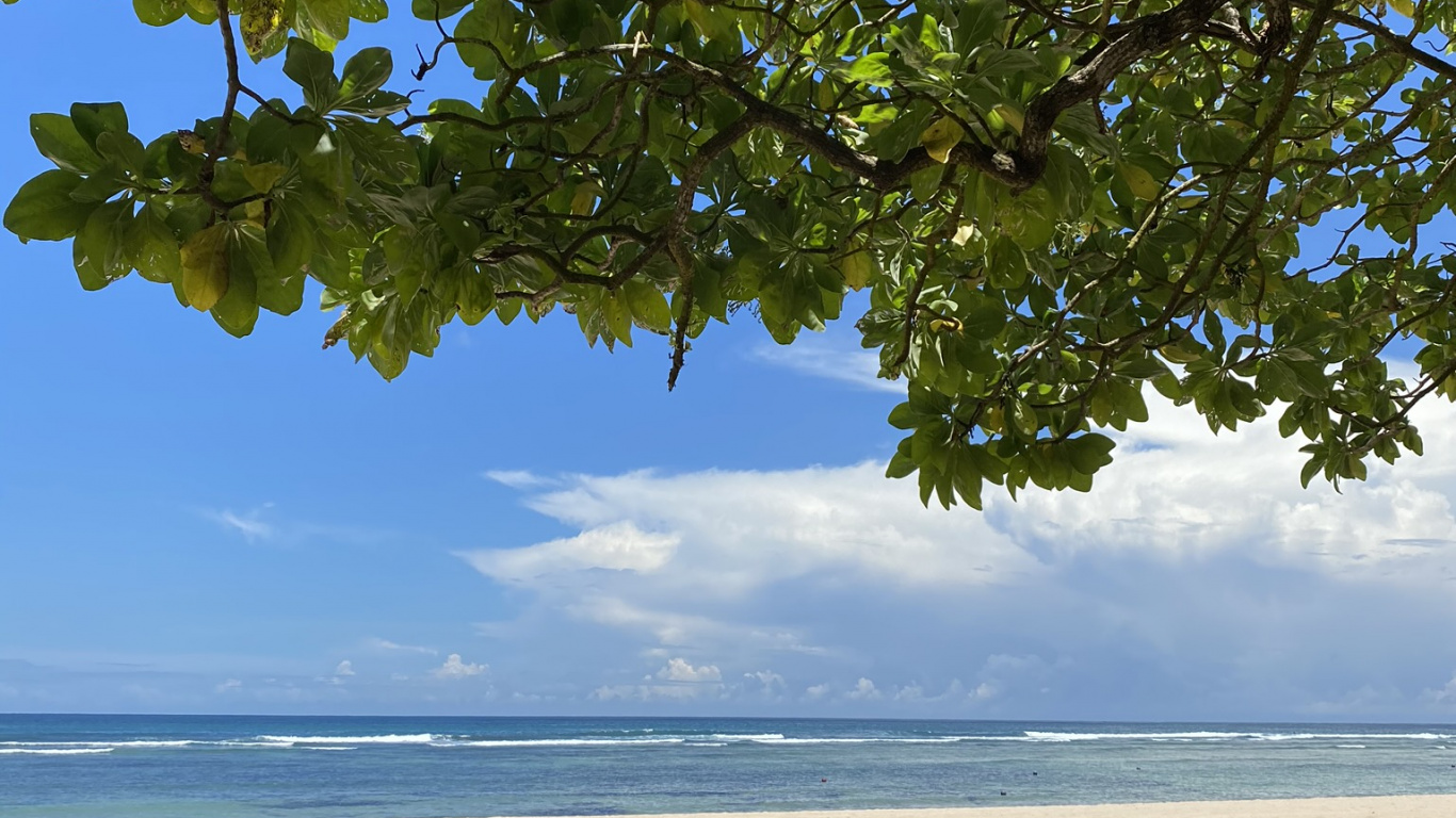 Обои вода, рассада, наука, биология, водоем в разрешении 1366x768