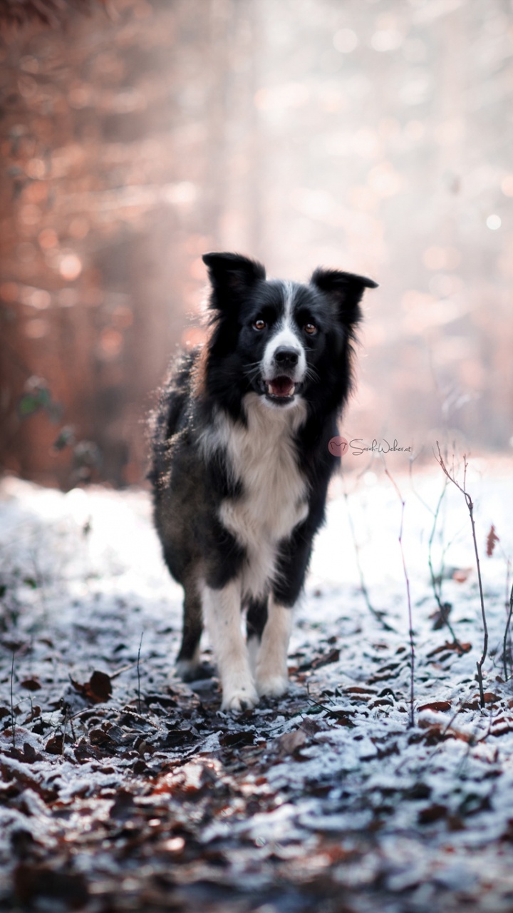 Обои замораживание, собака породы, бордер колли, морда, пес в разрешении 720x1280