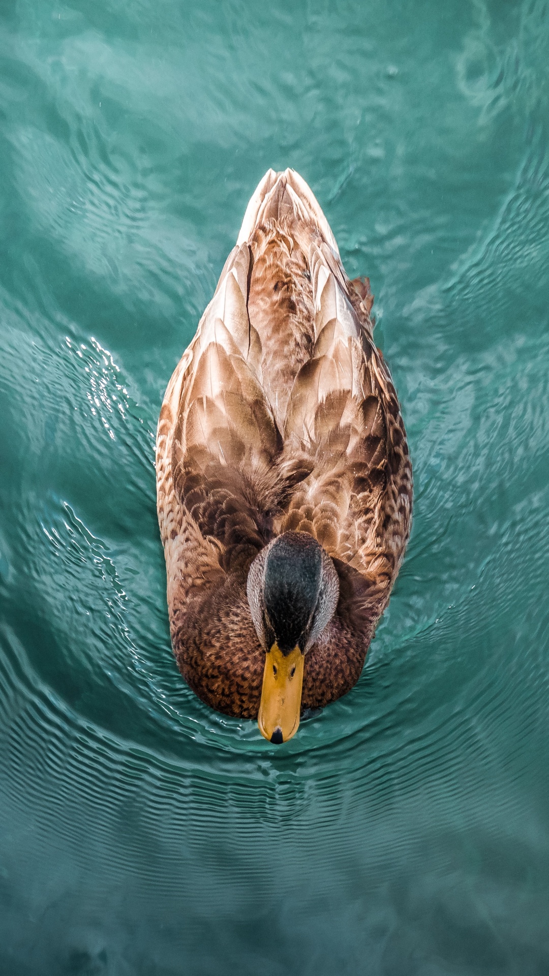 Обои утка, мандаринка, Дикая утка, вода, живая природа в разрешении 1080x1920