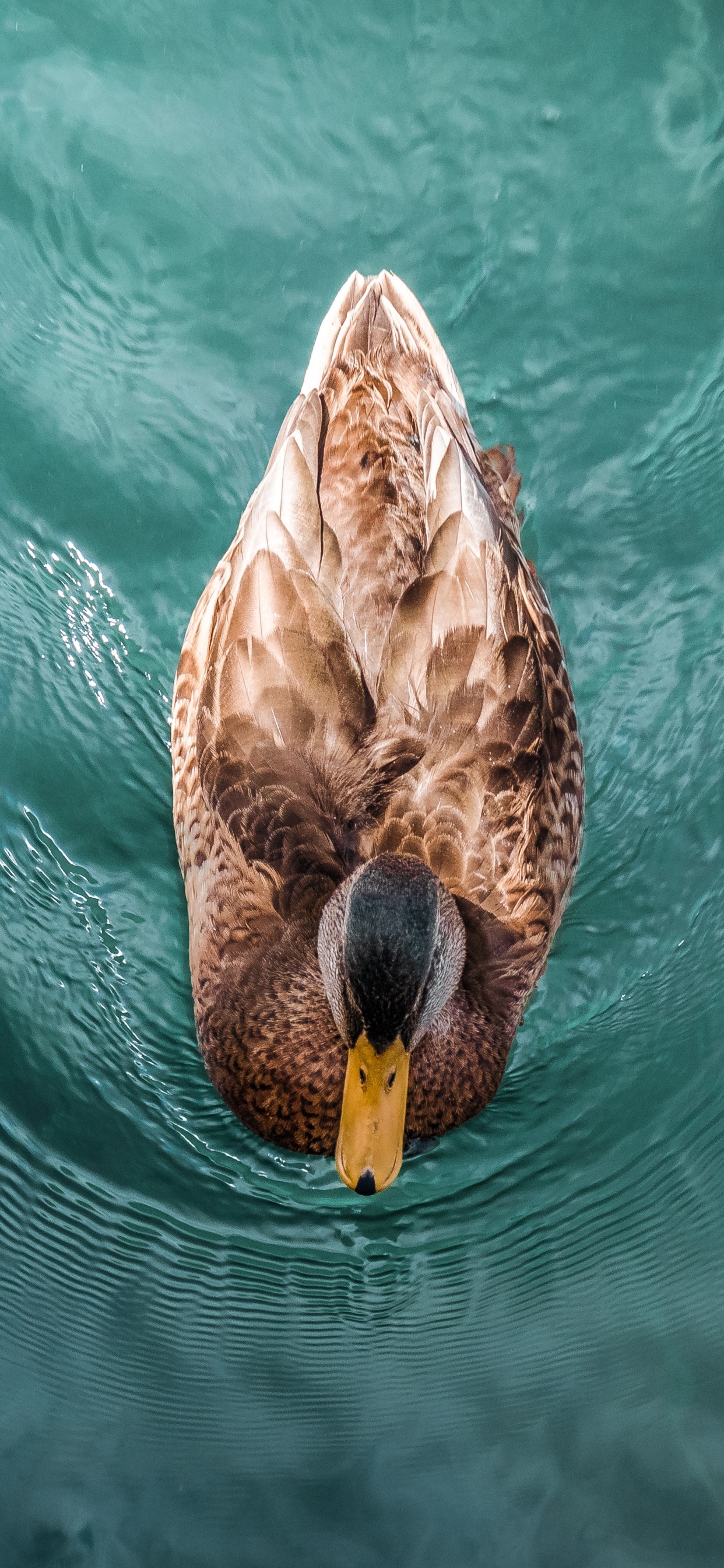 Обои утка, мандаринка, Дикая утка, вода, живая природа в разрешении 1242x2688