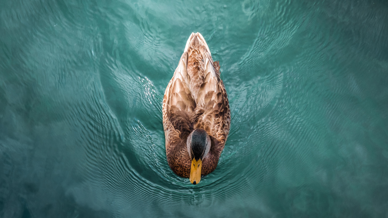 Обои утка, мандаринка, Дикая утка, вода, живая природа в разрешении 1280x720