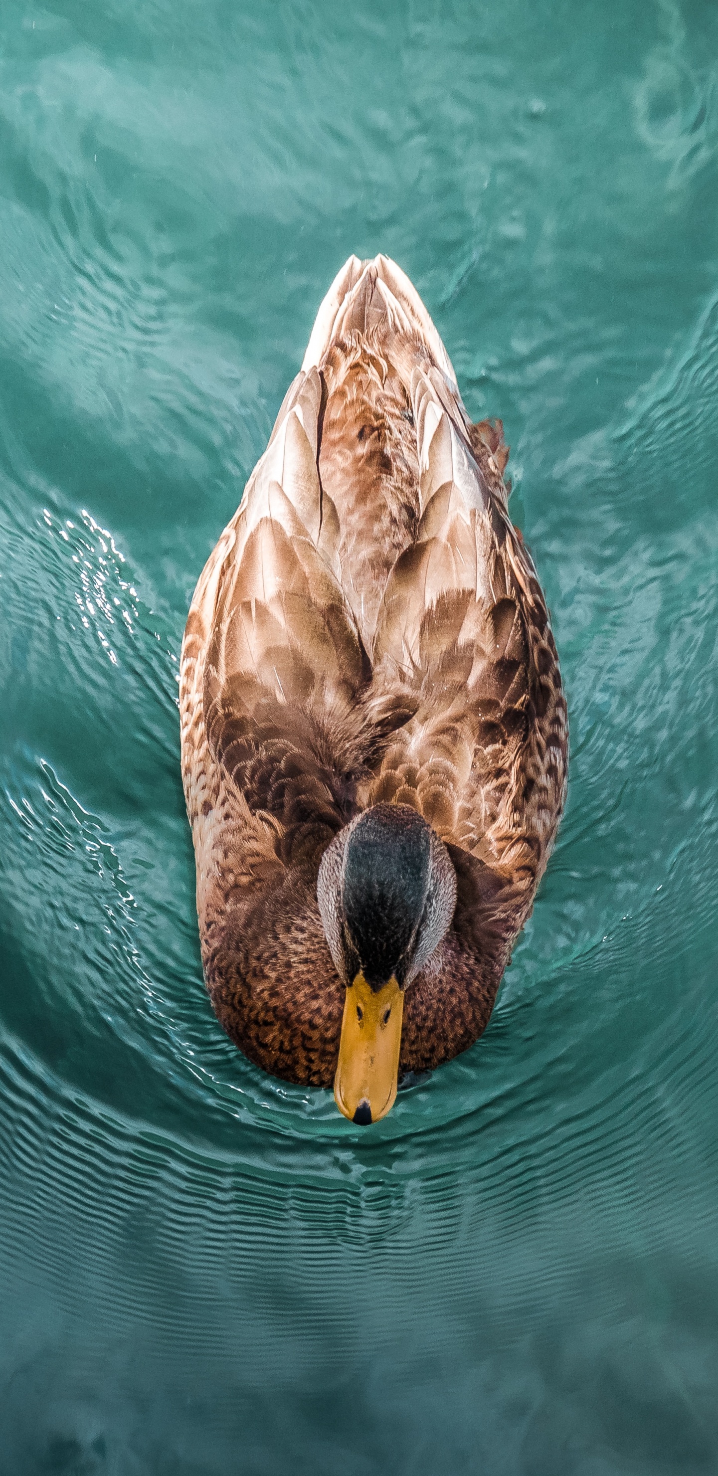 Обои утка, мандаринка, Дикая утка, вода, живая природа в разрешении 1440x2960