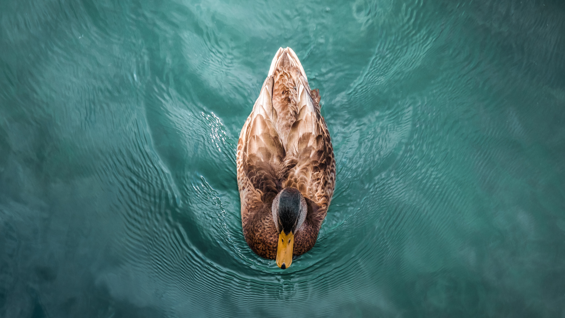 Обои утка, мандаринка, Дикая утка, вода, живая природа в разрешении 1920x1080