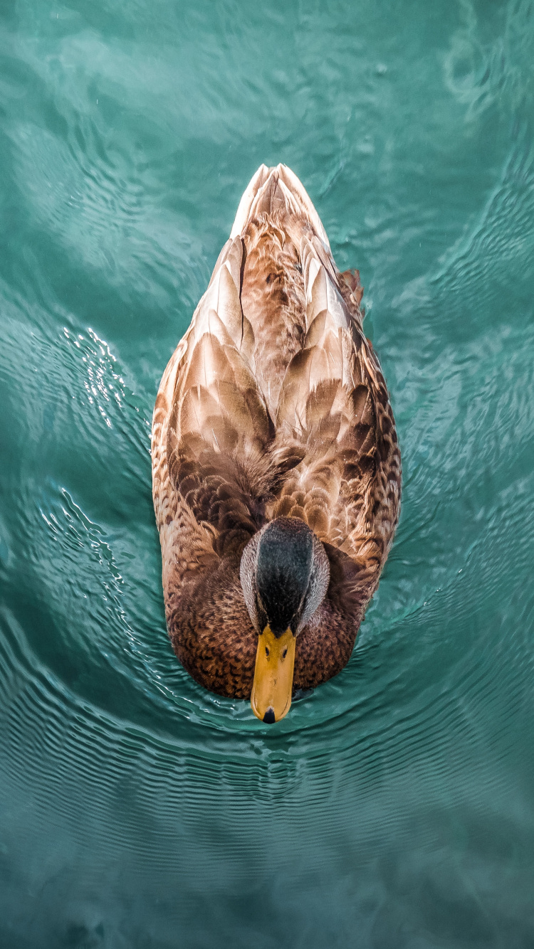 Обои утка, мандаринка, Дикая утка, вода, живая природа в разрешении 750x1334