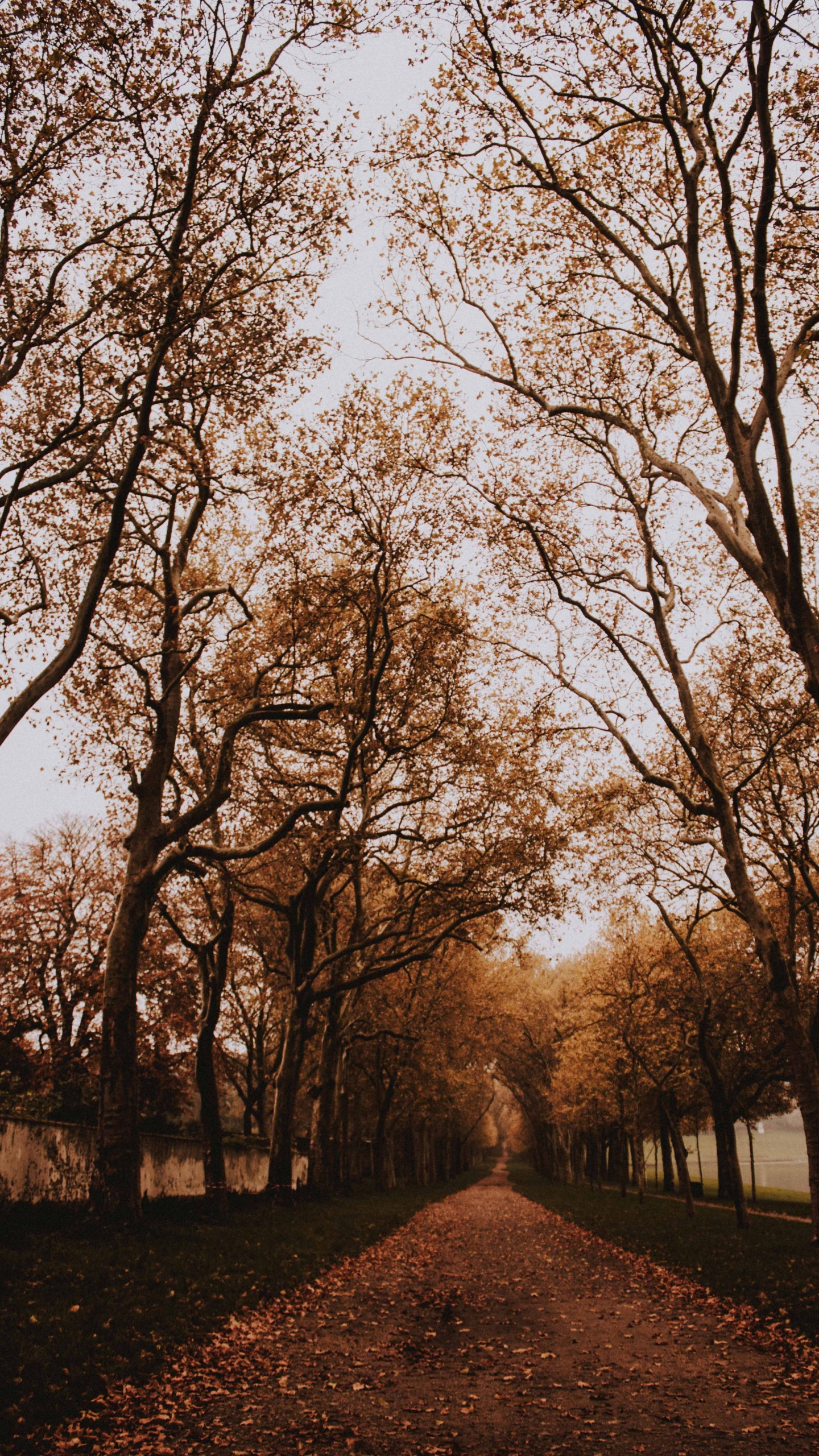 Обои древесные растения, лес, природный ландшафт, небо, листопадные в разрешении 1440x2560