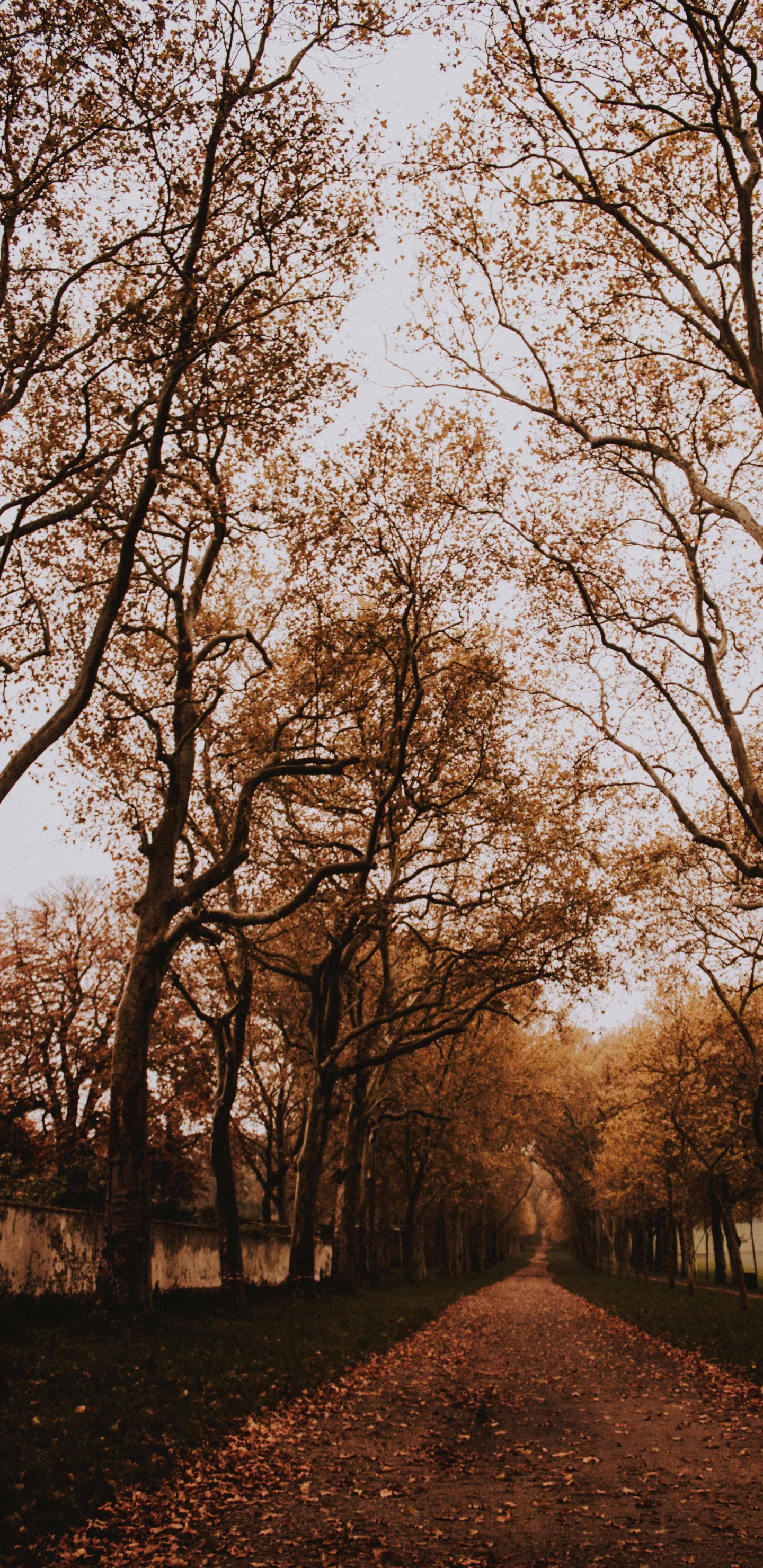 Обои древесные растения, лес, природный ландшафт, небо, листопадные в разрешении 1440x2960