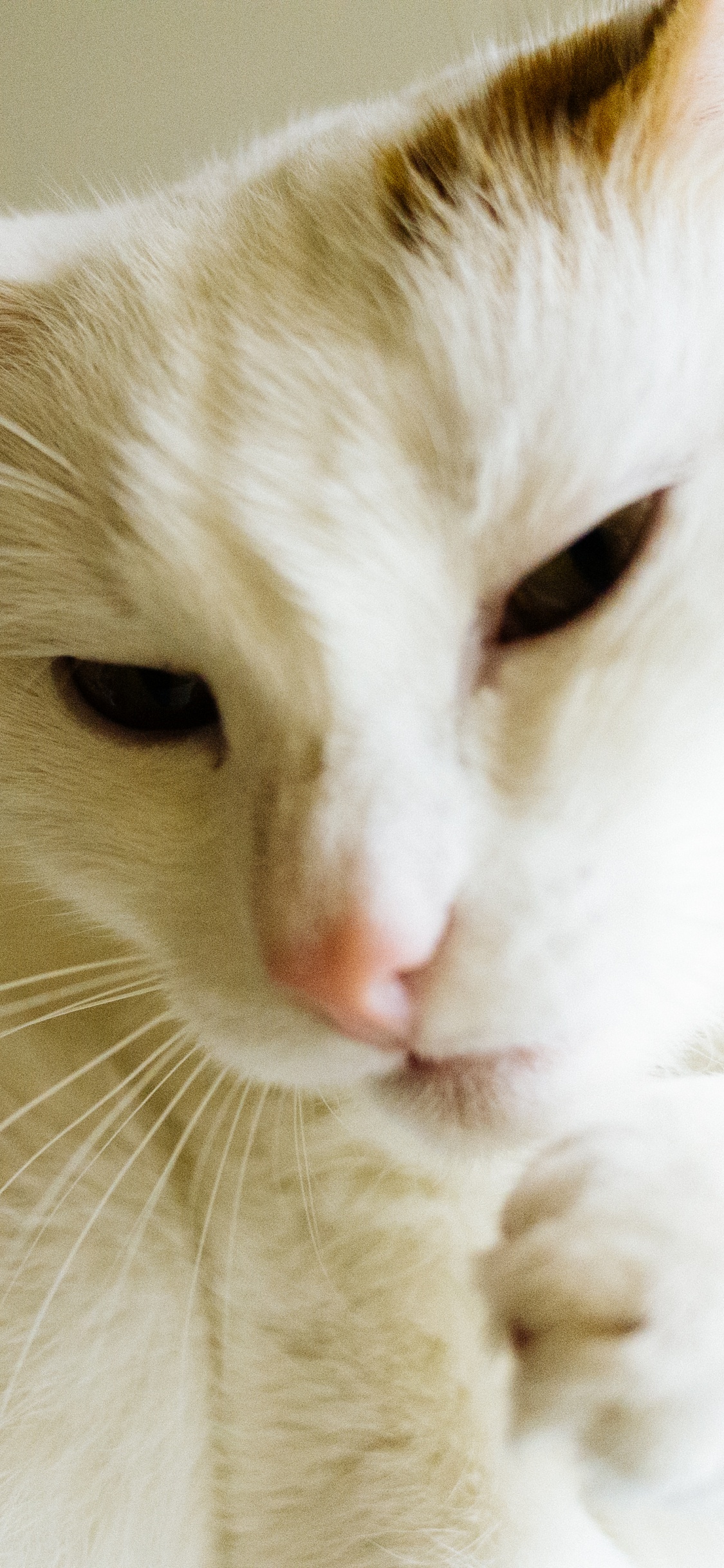 Обои кот, котенок, пес, Аллергия на кошек, Фел Д 1 в разрешении 1125x2436