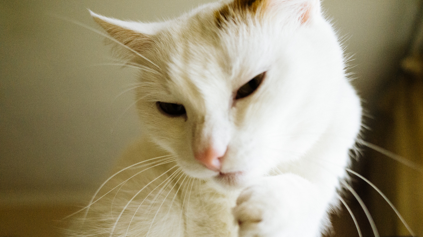 Обои кот, котенок, пес, Аллергия на кошек, Фел Д 1 в разрешении 1366x768